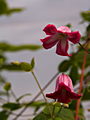 Clematis texensis Princess Diana IMG_7196 Powojnik